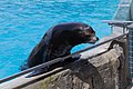 * Nomination: Zalophus californianus (California sea lion)the sea lion show in the ZooParc de Beauval in Saint-Aignan-sur-Cher, France. -- Medium69 01:12, 8 December 2015 (UTC) * * Review needed