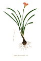 Zephyranthes versicolor Blanco clean.png