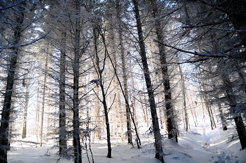 File:Zima w Górach Sowich.jpg