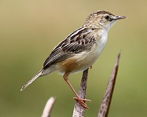 Descrizione dell'immagine Zitting Cisticola - Cisticola juncidis.JPG.