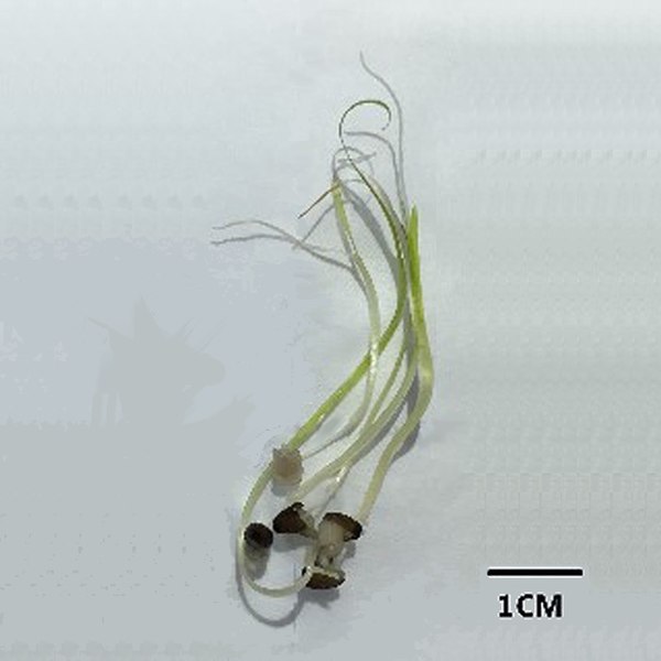 Zostera marina seedling