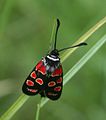 Krainer Widderchen (Zygaena carniolica)