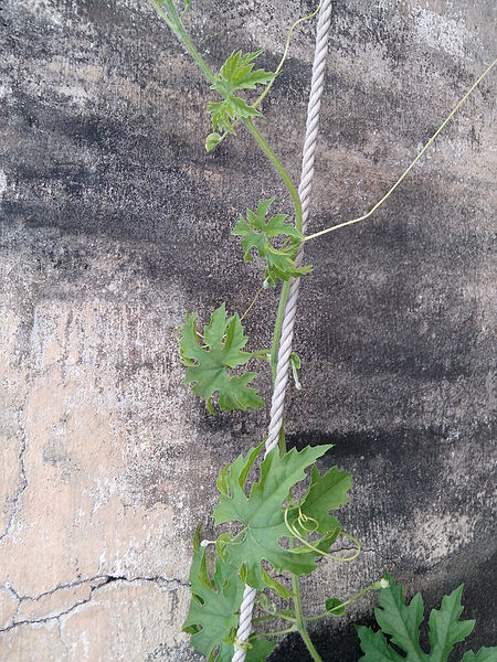 Momordica charantia (bitter melon), a climbing plant