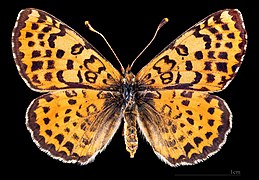 Melitaea didyma occidentalis - mounted specimen - female dorsal