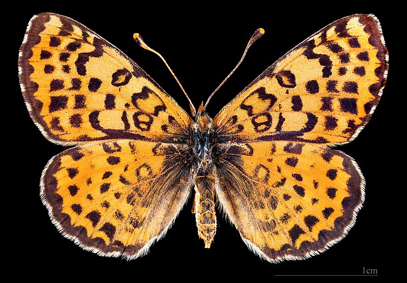 File:(MHNT) Melitaea didyma occidentalis - Ifrane Maroc - female dorsal.jpg