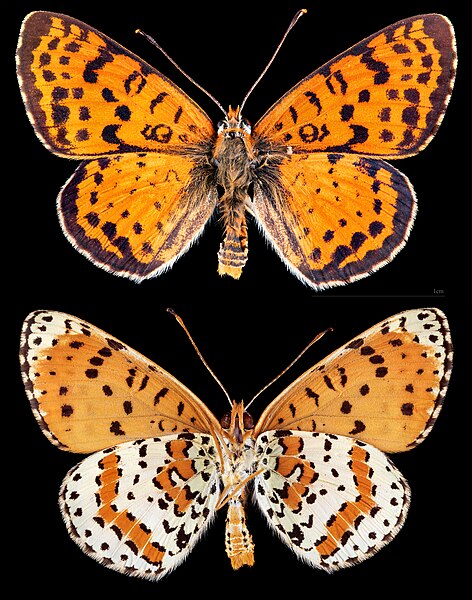 File:(MHNT) Melitaea didyma occidentalis - Ifrane Maroc - male.jpg