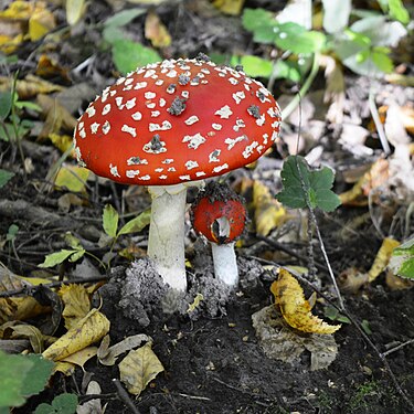 Mushroom with mushroom