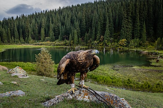 11. Kichi Ak-Suu Forest Sanctuary author - Marat Nadjibaev