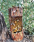 כוורת דבורים בטבע - פיסול סביבתי לתערוכת "טבע שביר" הקוראת לשימור הדבורים הנמצאות בסכנת הכחדה