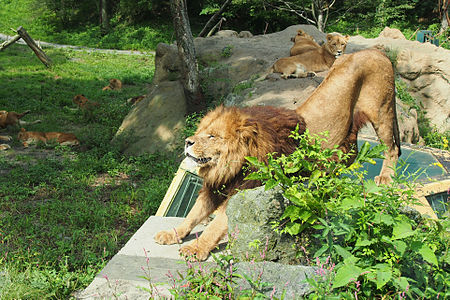 Tập_tin:富士サファリパーク_ライオン2_Fuji-safari-park-Lion2.jpg
