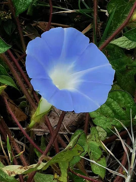 File:牽牛花 Ipomoea nil 20210321102223 03.jpg