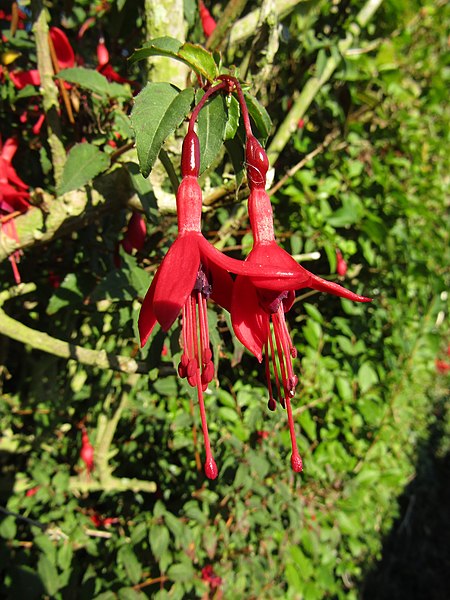 File:-2018-10-04 Fuchsia in flower (Fuchsia magellanica), Overstrand.JPG