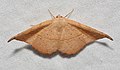 - 6974 – Patalene olyzonaria – Juniper Geometer Moth (35095532523).jpg