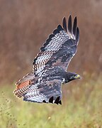 Buteo augur (Augur buzzard) in flight, top feathers view