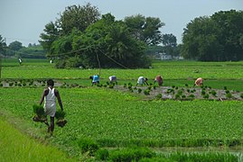 Tierras de cultivo, cerca de Kanchipuram