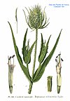 158 Dipsacus silvestris Huds.jpg