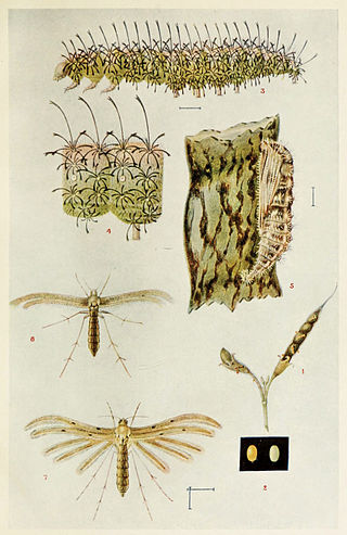 <i>Exelastis atomosa</i> Species of plume moth