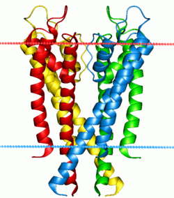 Structure of a potassium ion channel. The alpha helices penetrate the bilayer (boundaries indicated by red and blue lines), opening a hole through which potassium ions can flow 1r3j.png