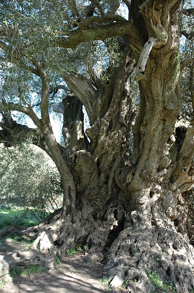 File:2008-03-02 (3) Olive Tree, Olivenbaum, Olea europaea.JPG