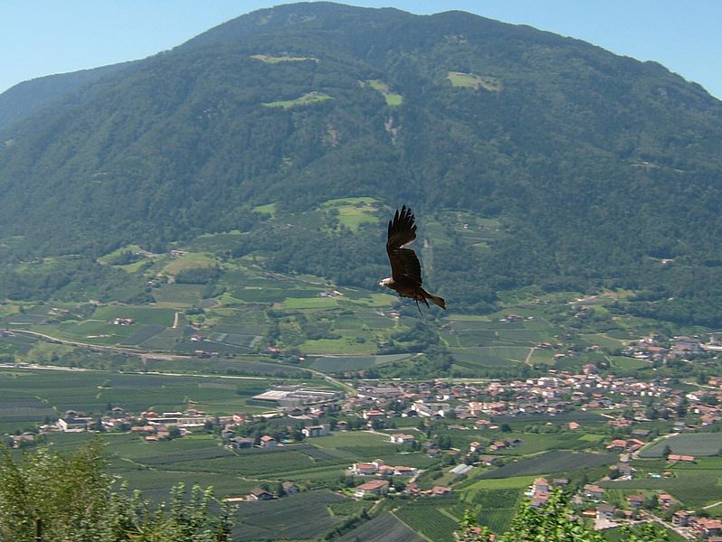 File:2008 07 15 Bird Care Centre of Castel Tyrol 61195 D9914.jpg