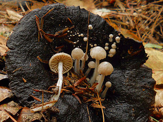 <i>Asterophora parasitica</i> species of fungus