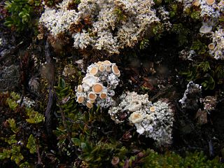 <i>Ochrolechia frigida</i> Species of lichen