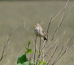 2013.06.27.-06-Ahrensberg-Grauammer Weibchen.jpg