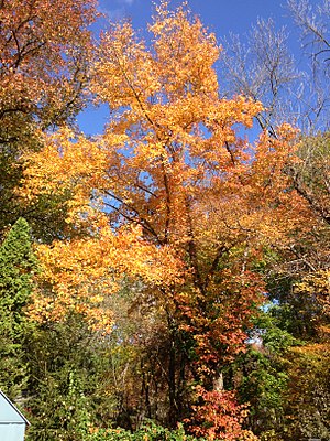 Acer Rubrum