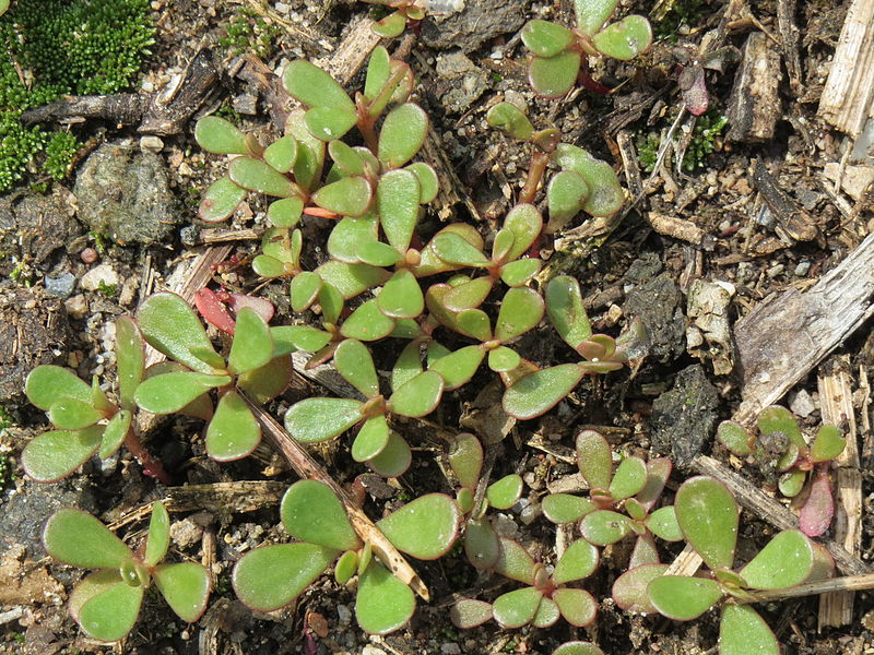 File:20140724Portulaca oleracea2.jpg