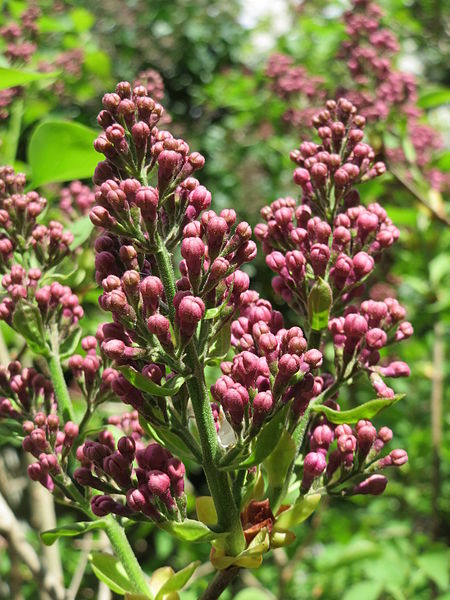 File:20150418Syringa vulgaris1.jpg