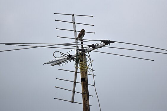 Tied antennas in Ecuador