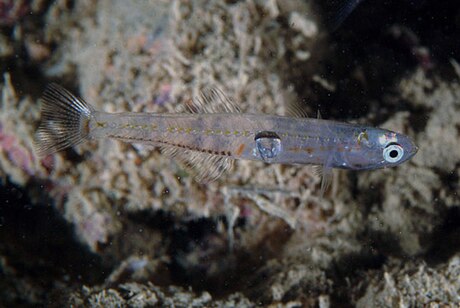 微體玻璃鰕虎魚