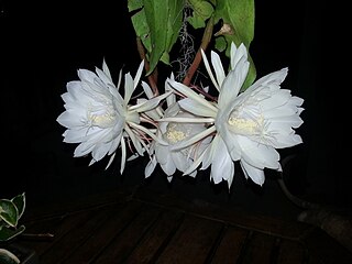 <i>Epiphyllum oxypetalum</i> Species of cactus