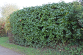 Živý plot z šeříku je většinu roku elegantní tmavou barvou olistění, avšak je li řezaný, málokdy dobře kvete.