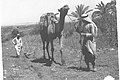 ARAB PEASANTS PLOUGHING THEIR LAND. איכרים, פלחים ערבים חורשים אדמתם במחרשה וגמל..jpg