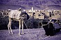 Two camels and a town, where?