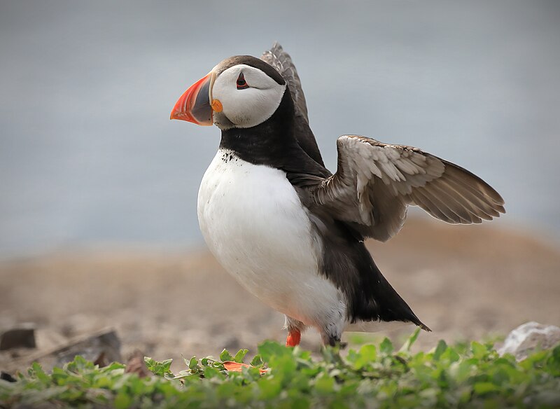 File:A Puffin Prepares to Fly.jpg