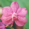 A and B Larsen orchids - Ascocenda Princess Mikasa 709-19x.jpg