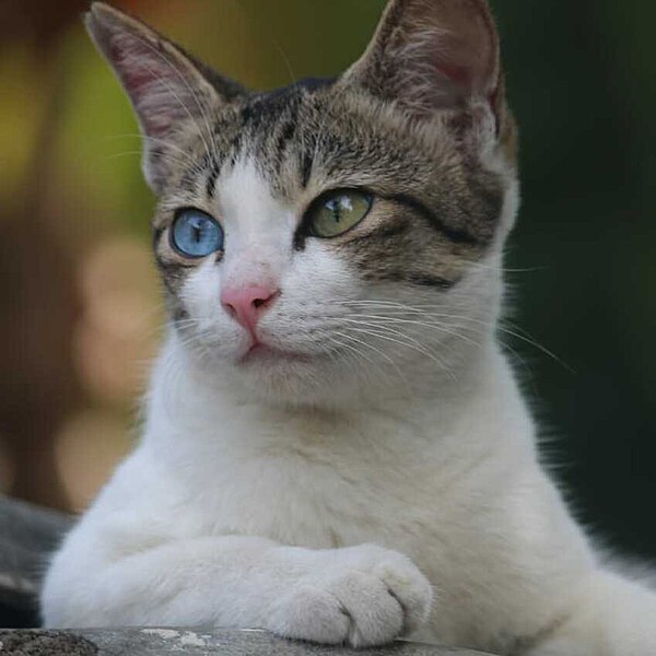 File:A cat that having blue and green eyes 2022 (cropped 2023).jpg