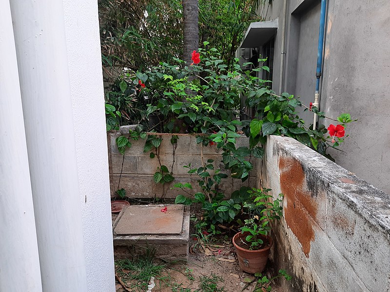 File:A corner hibiscus plant.jpg