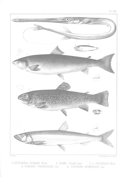 File:A history of the fishes of Massachusetts (1867) (20622737799).jpg