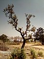 A_shea_nut_tree_in_Northern_Ghana