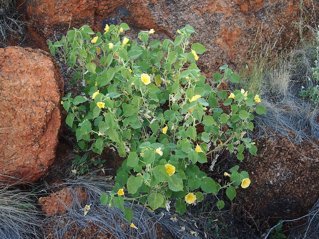 Abutilon