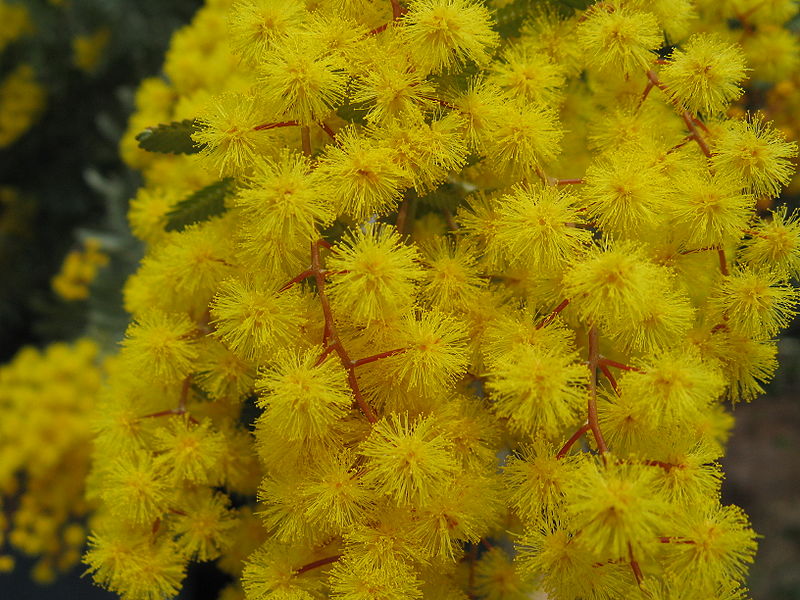 File:Acacia baileyana4.jpg