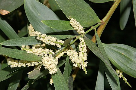 Acacia_longifolia