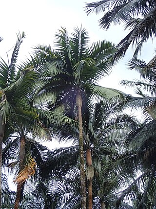 <i>Acanthophoenix</i> Genus of palms