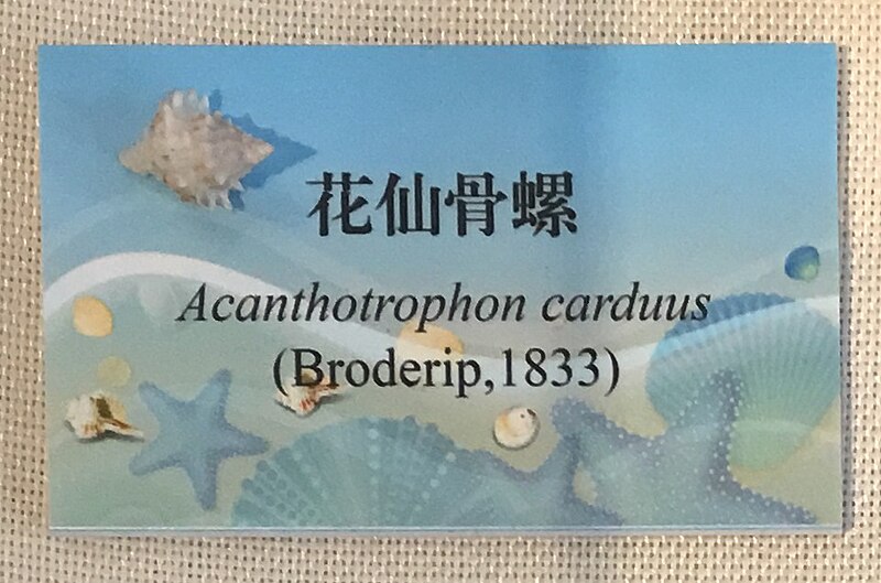 File:Acanthotrophon carduus IMG 5373 Beijing Museum of Natural History - NHM of Guangxi - Gulf of Tonkin collection - Copy.jpg