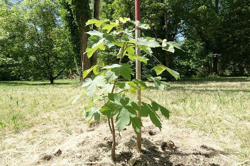 File:Acer heldreichii ssp. visianii leg Cikovac Bot. Garten München.jpg