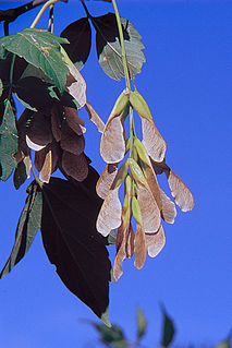 <i>Acer negundo</i> A species of tree commonly known as boxelder maple