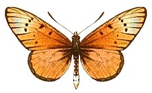 AcraeaSpecies2, Acraea regalis.jpg